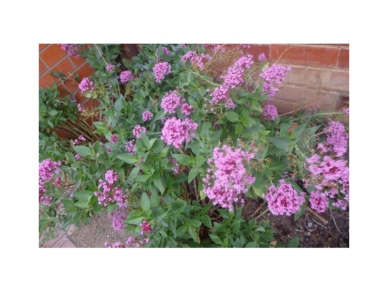 4a Ebden Street, Ainslie ACT 2602