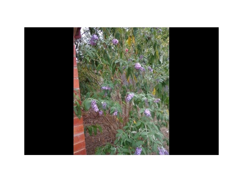 4a Ebden Street, Ainslie ACT 2602