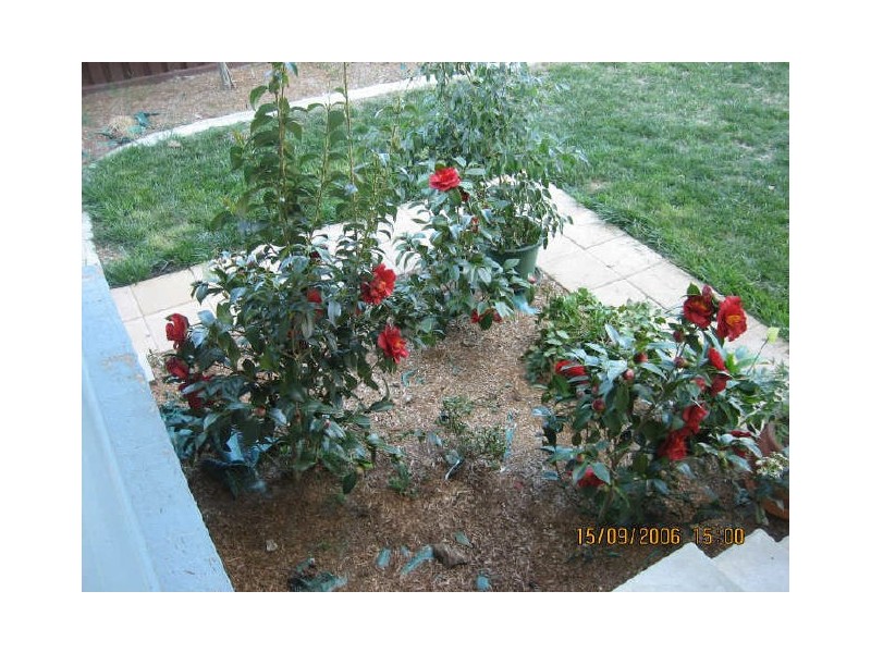 50 Bruning Street, Gungahlin ACT 2912