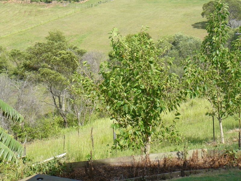 Lot 19 Castle Court, East Deep Creek QLD 4570