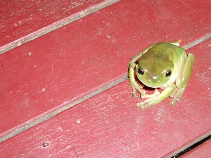 1712 Harvey Siding Rd, Curra QLD 4570