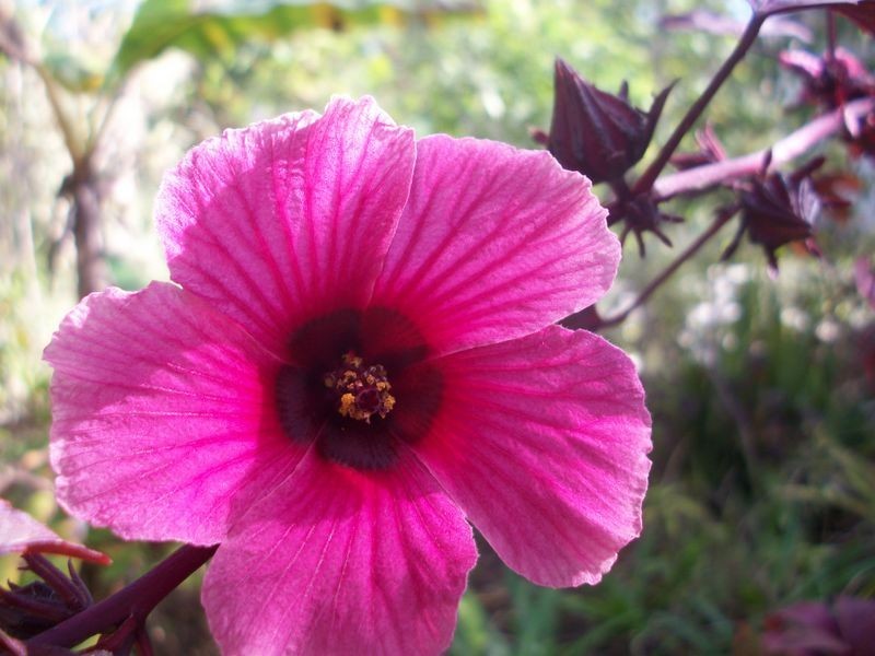 30 Seawitch Cres, Cooloola Cove QLD 4580