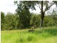 77 Ces Rivers Road, Tamaree QLD 4570