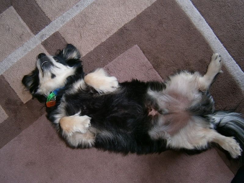 16 Annie Street, Howard QLD 4659