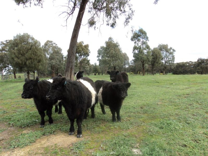 373 Selection Road, Broadford VIC 3658