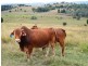 119 Red Bridge Road, Boonah QLD 4310