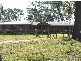 274 Willaura Drive, Esk QLD 4312