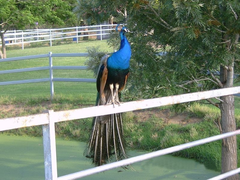 428 Tamrookum Crk Rd, Beaudesert QLD 4285