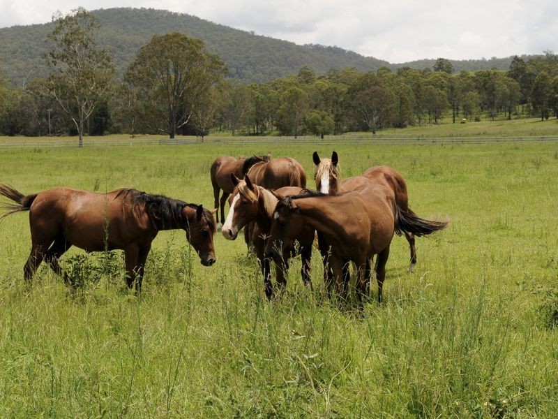 428 Tamrookum Crk Rd Tamrookum Crk via, Beaudesert QLD 4285