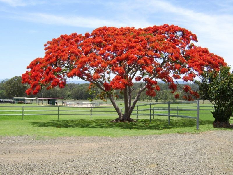 428 Tamrookum Crk Rd Tamrookum Crk via, Beaudesert QLD 4285