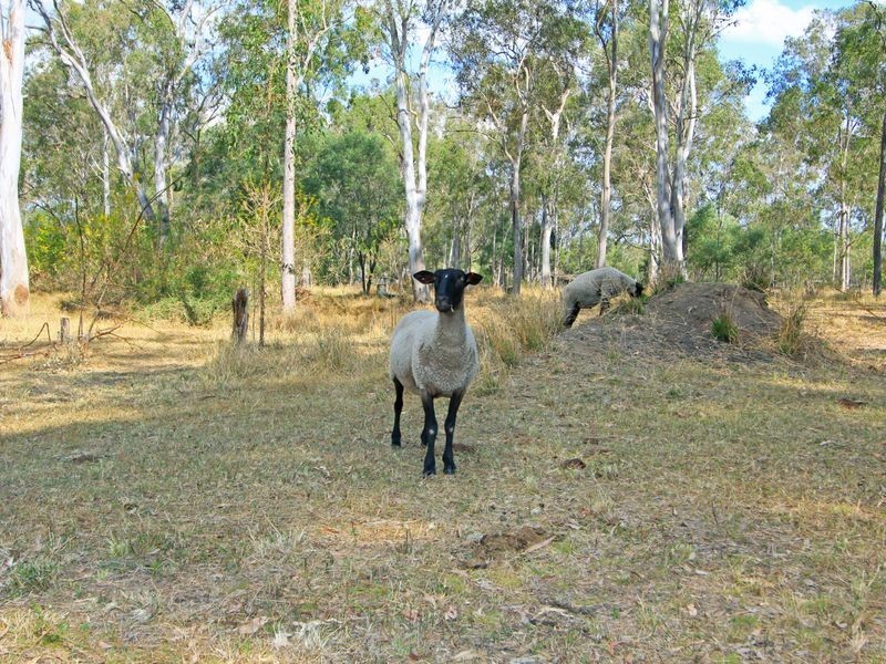 13 Morris Street, Tivoli QLD 4305