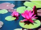 L77 River Retreat, Karalee QLD 4306