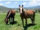 Veresdale Estate, Veresdale QLD 4285