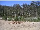 14 Jagera Drive, Upper Coomera QLD 4209