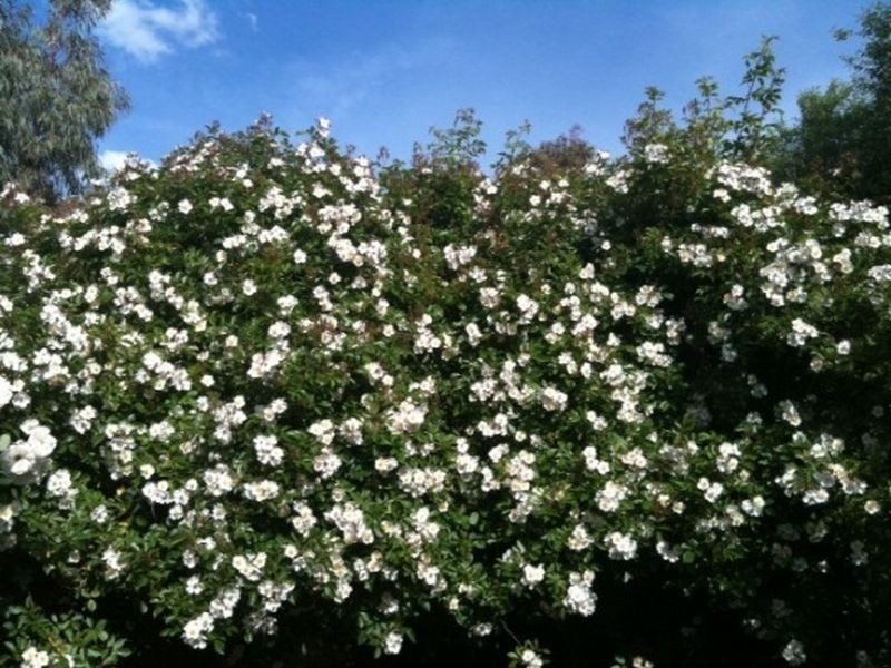 19 Rollins Place, Gordon ACT 2906