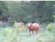 596 Ledgers Creek Road, Mullion NSW 2582