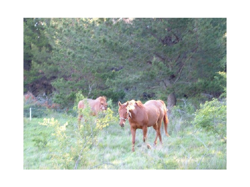 596 Ledgers Creek Road, Mullion NSW 2582