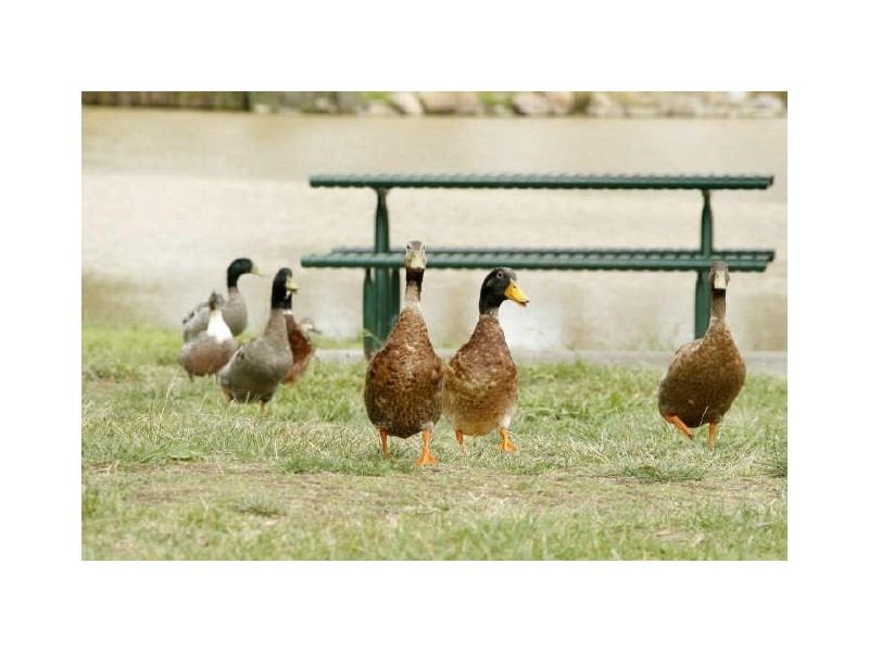 73 Waterfall Drive, Jerrabomberra NSW 2619