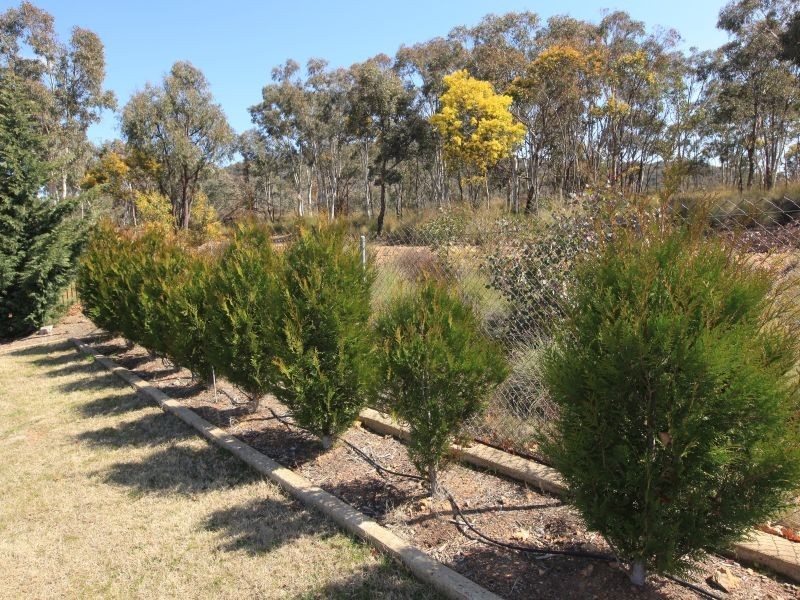 5 Morgan Place, Queanbeyan NSW 2620