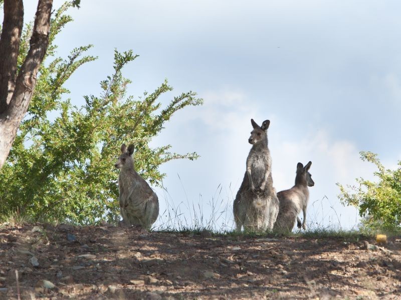 Cnr Unwin Place & Streeton Drive, Brindabella NSW 2611