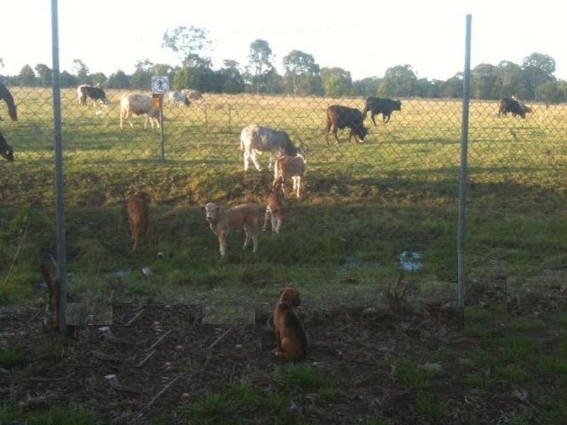 Bald Hills QLD 4036
