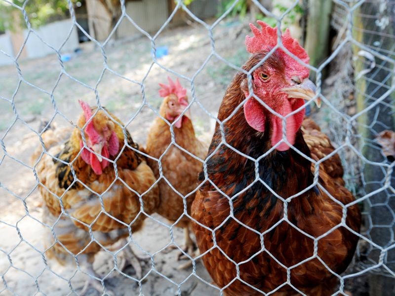 20 Yalkarra Cresent, Wurdong Heights QLD 4680