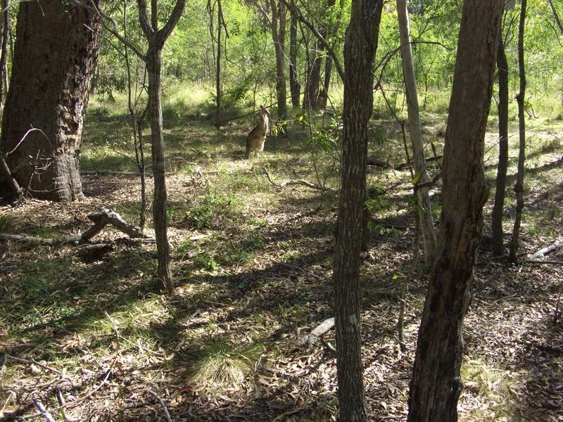 59 Hakea Court, Miriam Vale QLD 4677