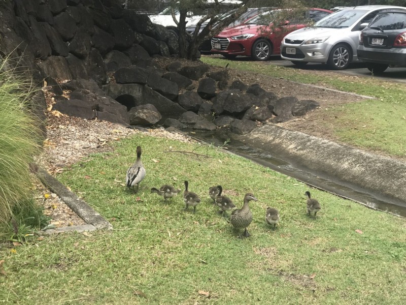 12/44 Helensvale Road, Helensvale QLD 4212