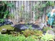 5 Polynesia Drive, Pacific Pines QLD 4211