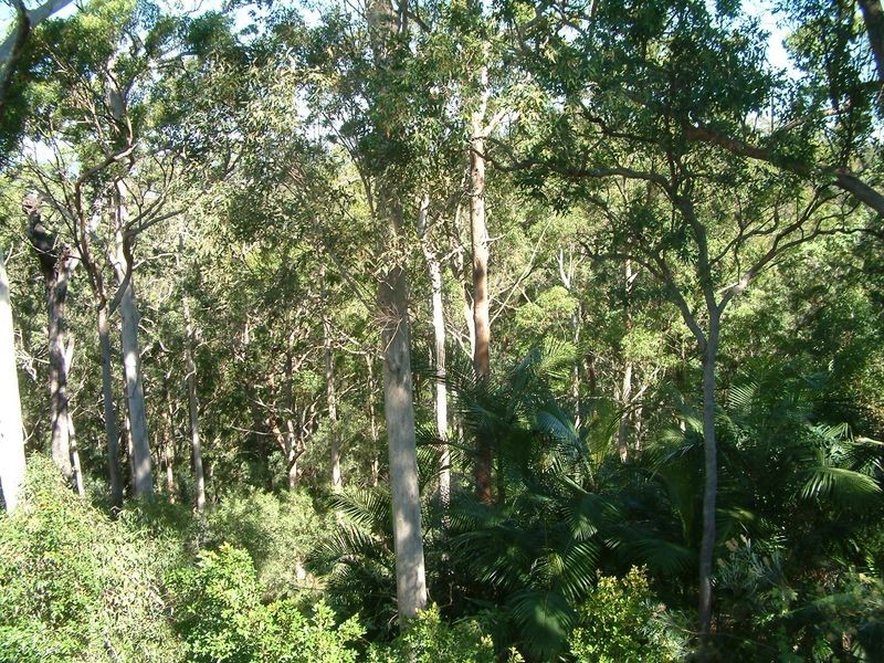 311 Wongawallan Drive, Wongawallan QLD 4210