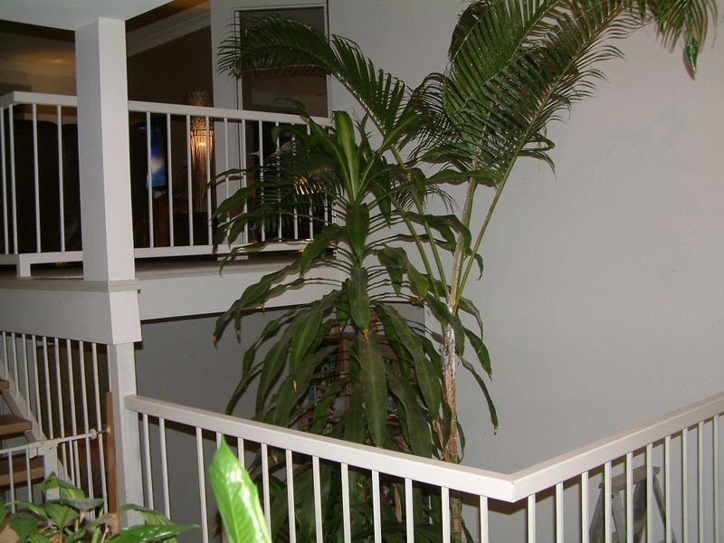 20 Surrey Court, Helensvale QLD 4212