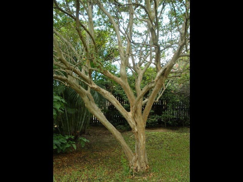 Kangaroo Point QLD 4169