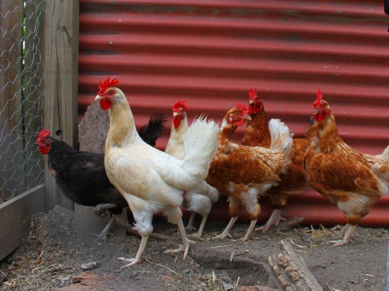 14 Blackall Terrace, East Brisbane QLD 4169