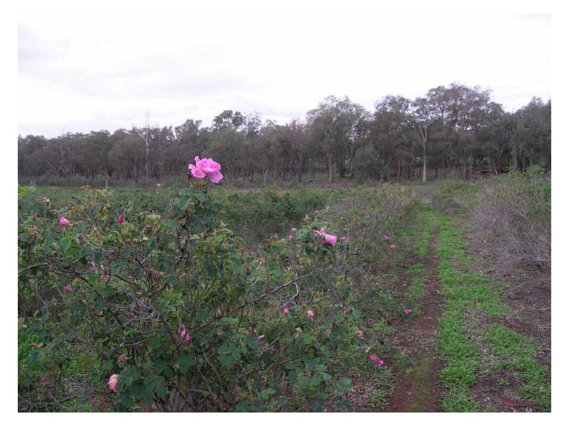 2520 Samaria Road, Benalla VIC 3672