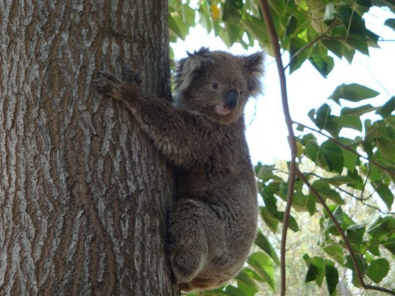 310 Bostock Road, Lurg, Benalla VIC 3672