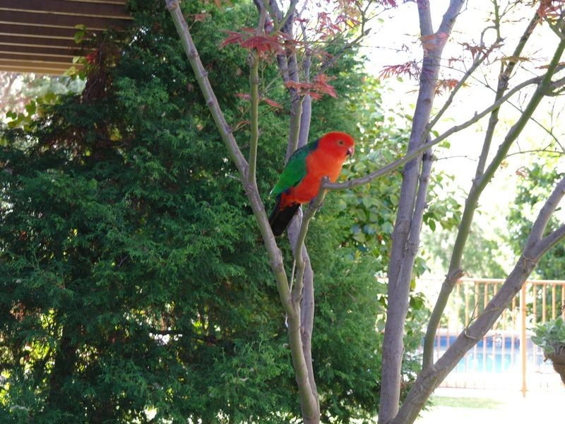 55 Willis Little Drive, Benalla VIC 3672