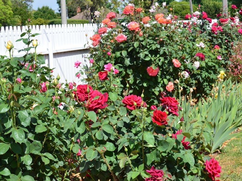 87 Mackellar Street, Benalla VIC 3672