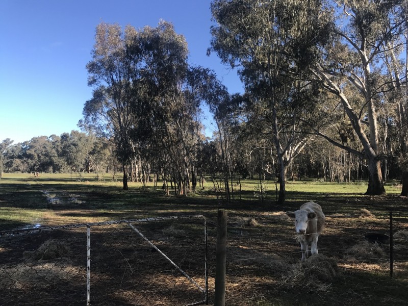 65 Baines Lane, Benalla VIC 3672