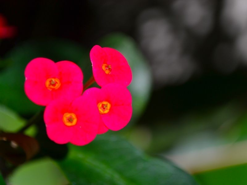 181 Carrs Drive, Yamba NSW 2464