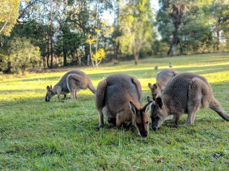 265 Crisp Drive, Ashby Heights NSW 2463