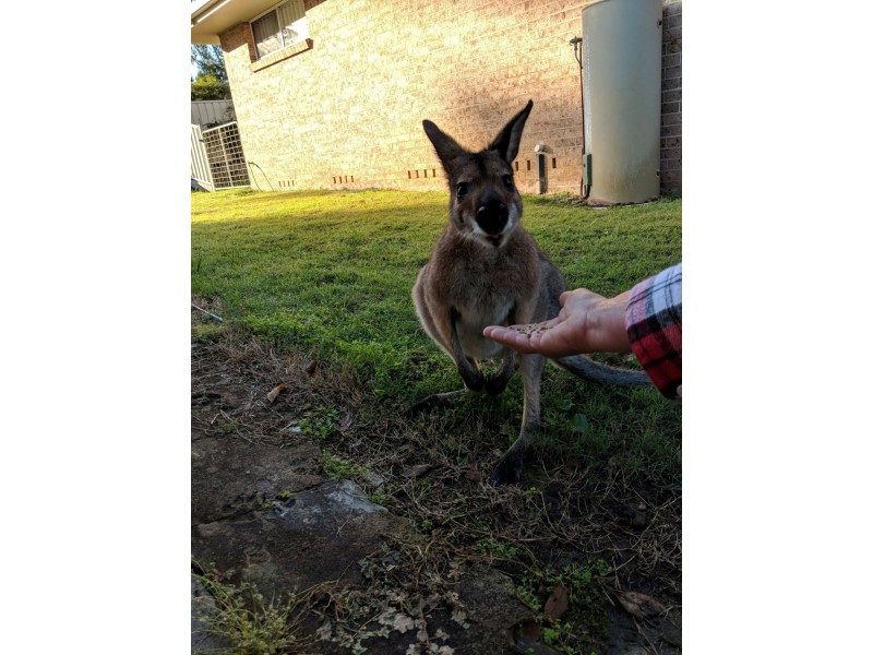 265 Crisp Drive, Ashby Heights NSW 2463