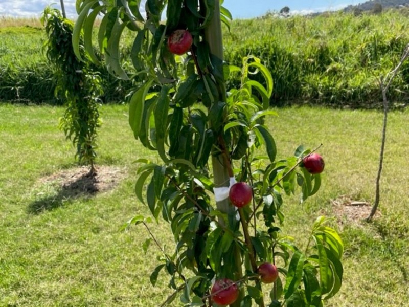 Unit 3/338 Old Ferry Road, Ashby NSW 2463