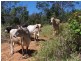 Lot 361,363 & 436/ Barter Road, Millaa Millaa QLD 4886