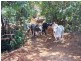 Lot 361,363 & 436/ Barter Road, Millaa Millaa QLD 4886