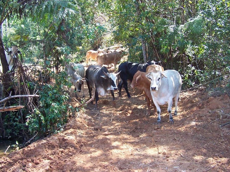 Lot 361,363 & 436/ Barter Road, Millaa Millaa QLD 4886