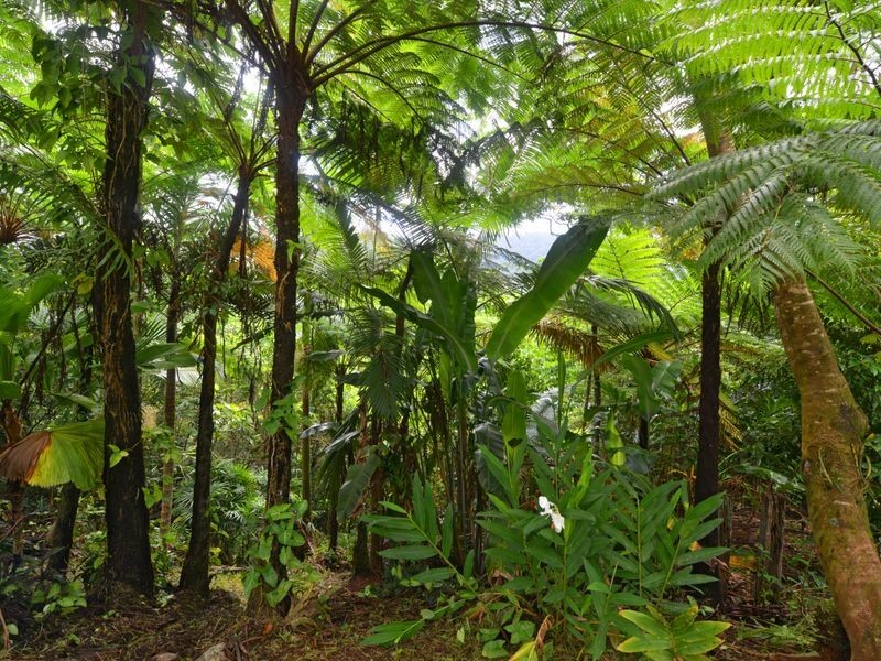220 Ellis Road, Bellenden Ker QLD 4871