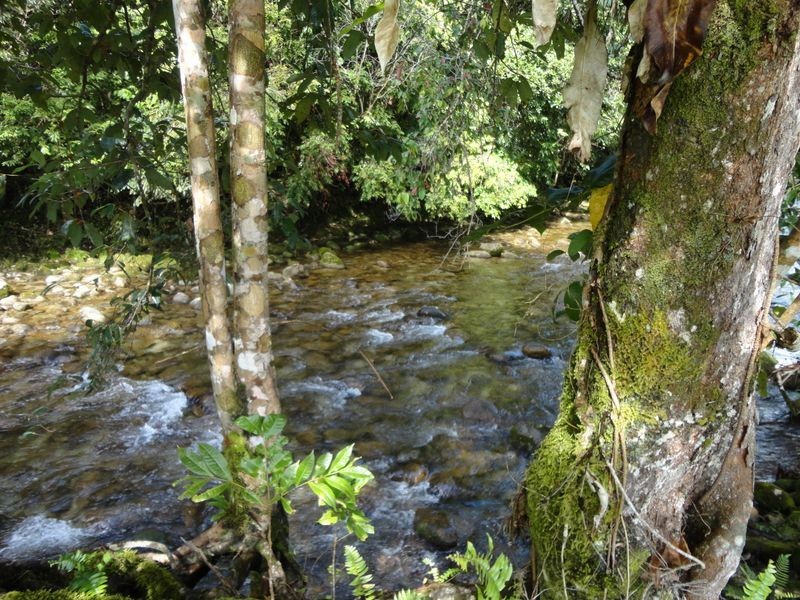 Bruce Highway, Bellenden Ker QLD 4871