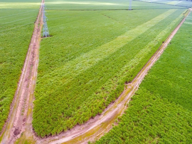 Gordonvale QLD 4865