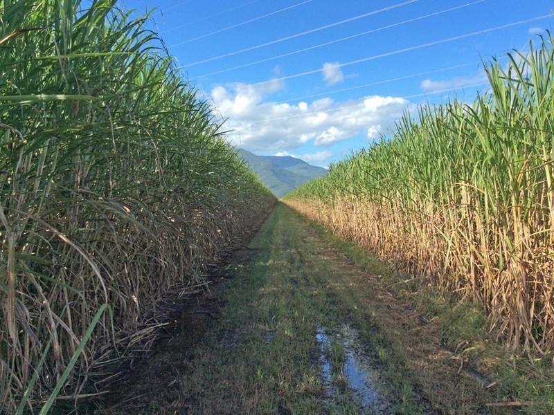 Gordonvale QLD 4865