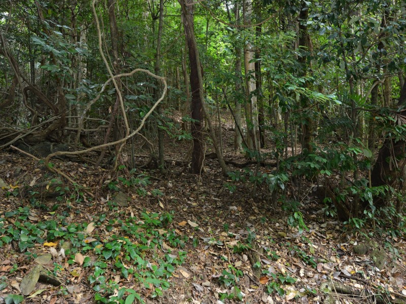 140R Lake Morris Road, Kanimbla QLD 4870